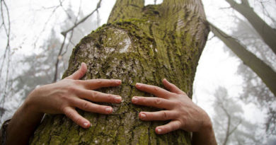 How to Climb a Tree with Bare Hands?