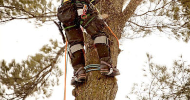 Do Climbing Spikes Hurt Trees?