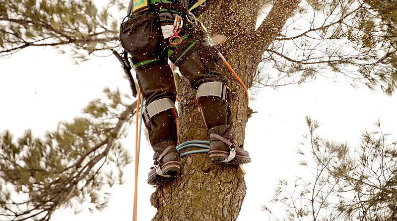 thumbnail image 2 of VICASKY Pole Climbing Spikes For Shoes Tree Climbing Gear 2 of 10
