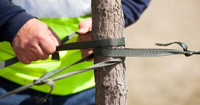 Best Tree Saver Straps