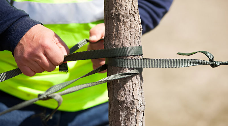 Best Tree Saver Straps