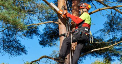 Best Climbing Chainsaws