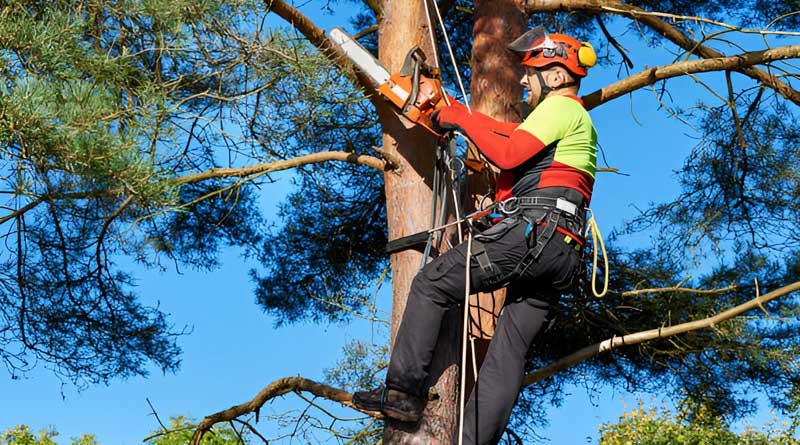 Best Climbing Chainsaws
