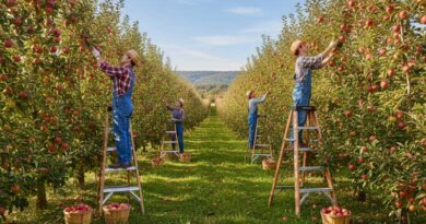 Best Orchard Ladders