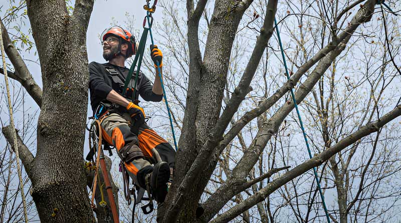 Best Tree Climbing Harnesses