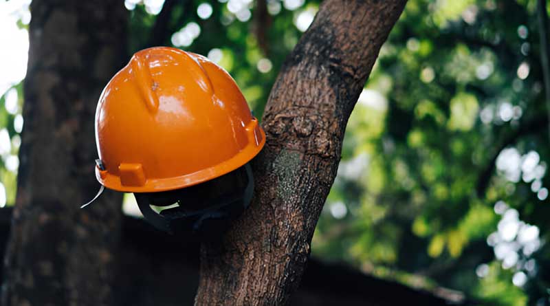 Best Tree Climbing Helmets For Arborists