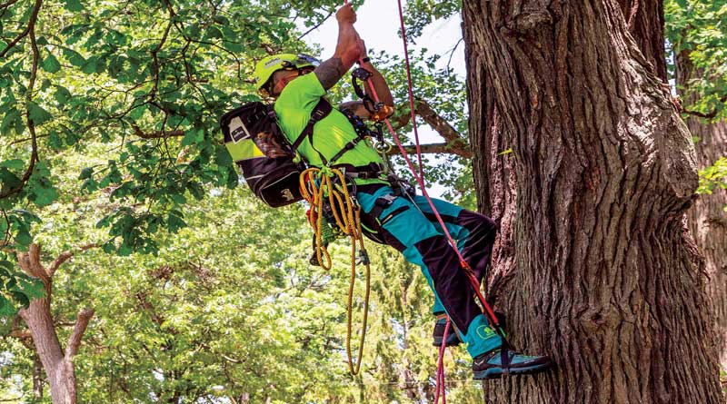 Best Tree Climbing Pants